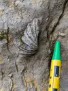 Brachiopod in cave
