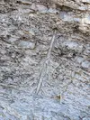 Fossil tree trunk