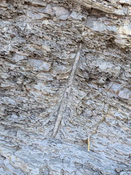 Fossil tree trunk