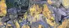 Lichen on basalt-3