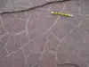 Precambrian mudcracks, Glacier National Park