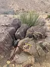 Textured rocks at Joshua Tree National Park