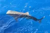 Whale shark