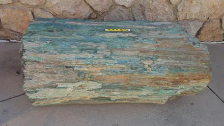 Permineralized log