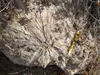 Radiating gypsum crystals in rock with pencil for scale