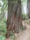 Redwood.jpg