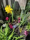 Spring showers bring Geo2YC pencil flowers