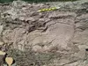 Yellow NAGT Geo2YC pencil against a cross-section view of gray mound-shaped stromatolites.