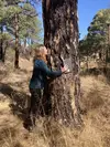 Student with Ponderosa pine