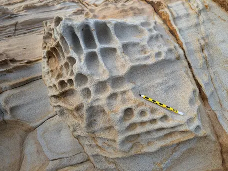 Tafoni in Point Reyes Conglomerate sandstone, Point Reyes, CA