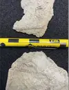 Tentaculites oswegoensis