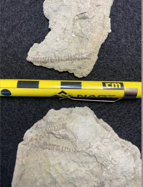Tentaculites oswegoensis