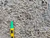 Trace fossils in abundance in Ordovician aged limestones, Minnesota. 