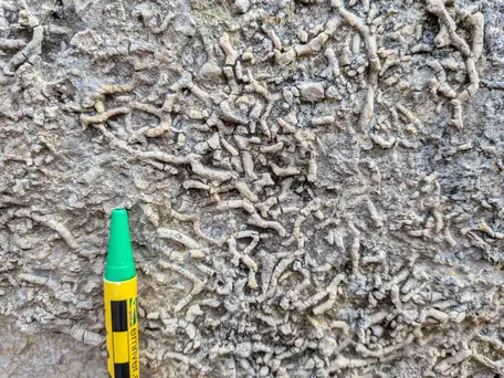 Trace fossils in abundance in Ordovician aged limestones, Minnesota. 