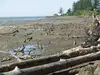 Photo of Olympic Penninsula field trip - driftwood in mud