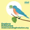 bird_ad_exploreevo.png