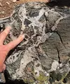 Breccia