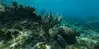 moden_coral_456.jpeg.jpg