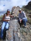 Cretaceous gastropod limestone