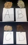 Sediment Sampels