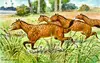Mesohippus.jpg