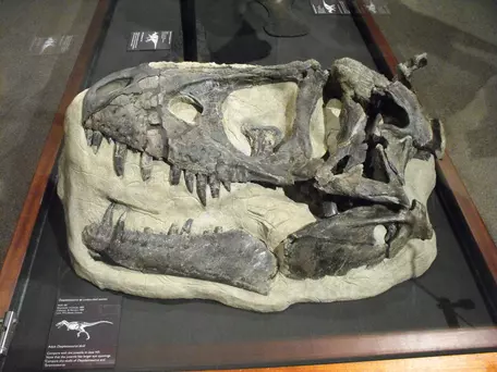 Daspletosaurus skull