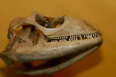 iguana skull