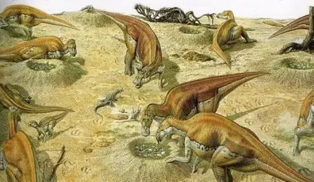 Maiasaura nesting ground