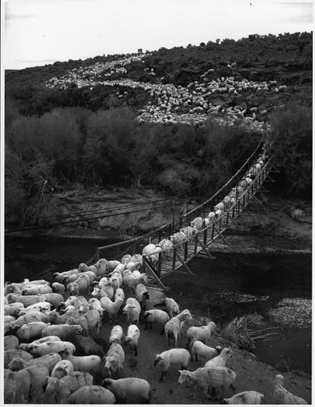 Sheep crossing a Big Wood River over a wooden suspension bridge   