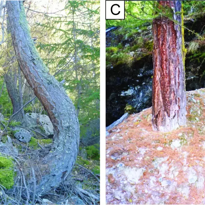 How to reconstruct past debris flows using tree rings